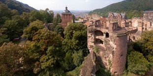 Schloss Heidelberg ist das größte Winterquartier für Fledermäuse in Nordbaden
