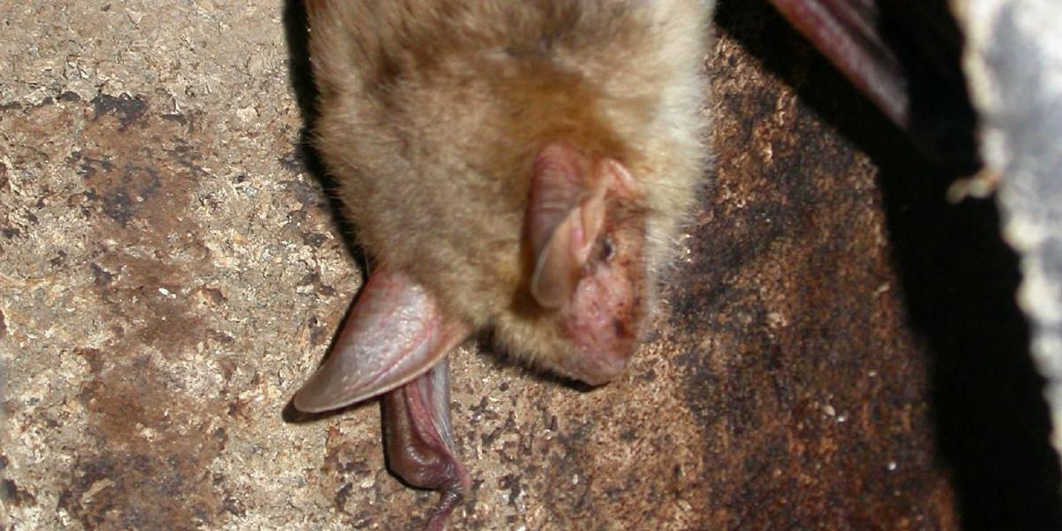 Fledermaus