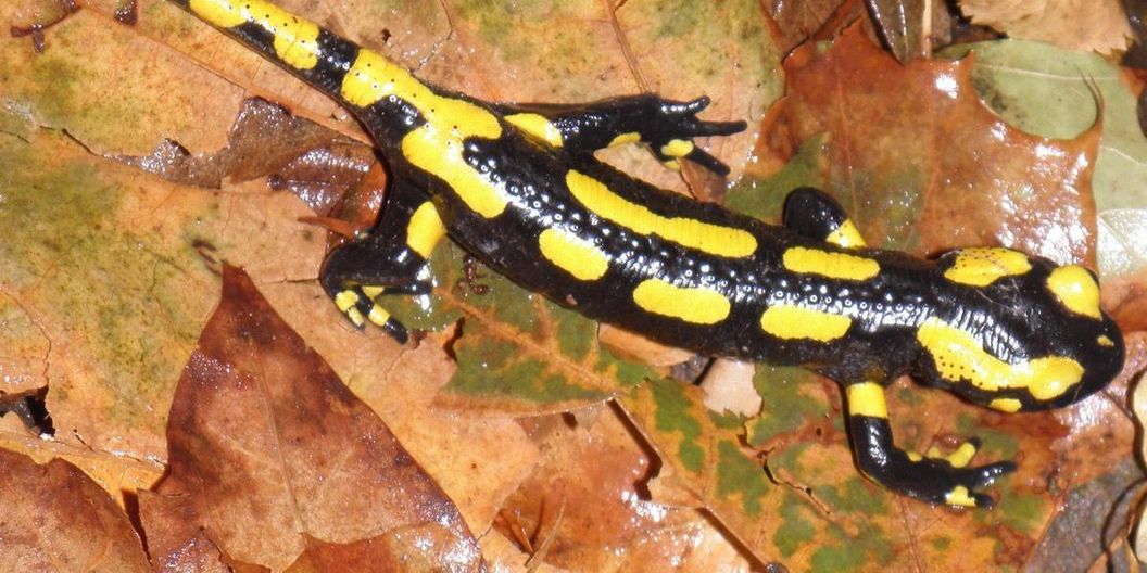 Feuersalamander