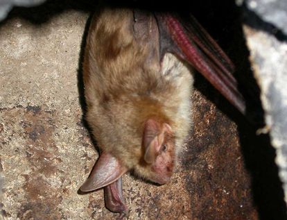 Mouse-eared bat (myotis)