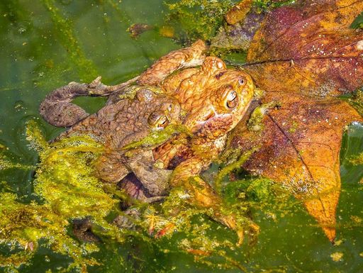 A pair of toads 