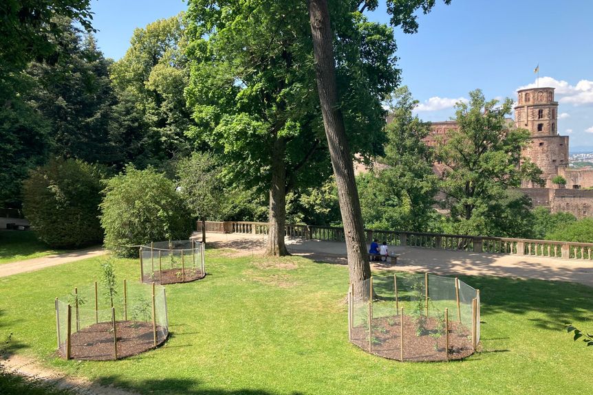 Schloss Heidelberg, Außen, Garten 