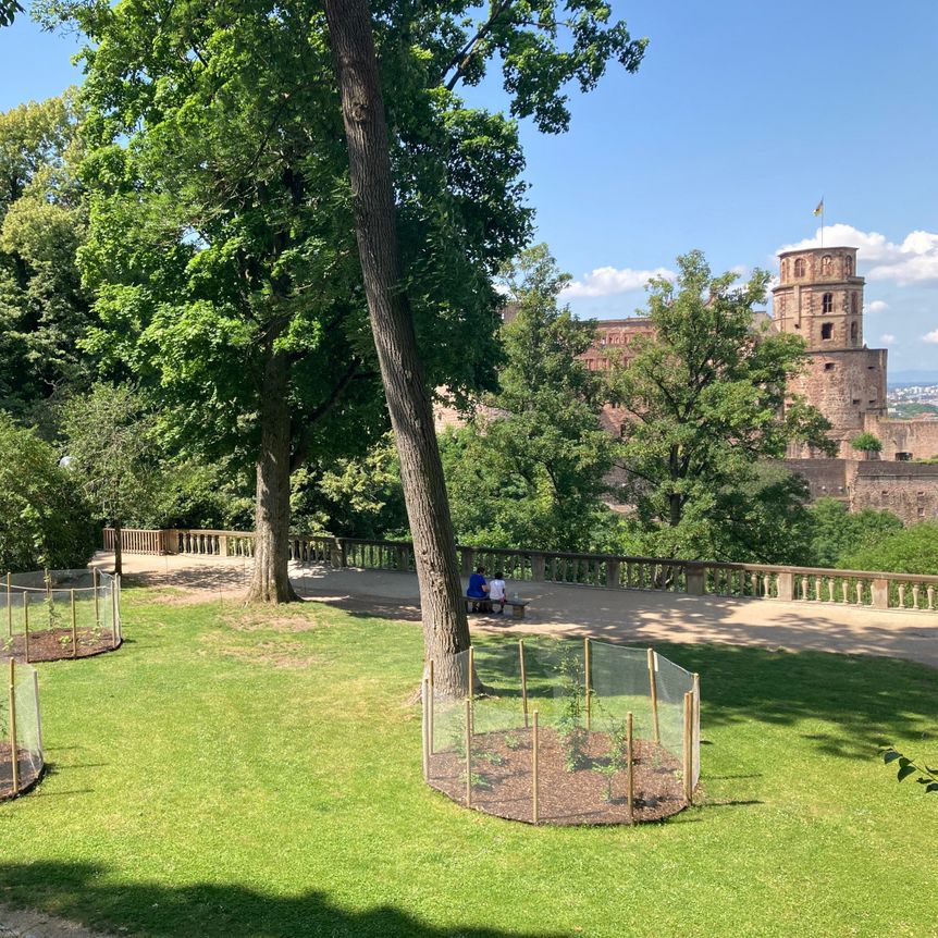 Schloss Heidelberg, Außen, Garten 