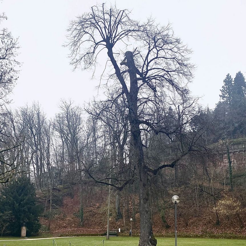 Schloss Heidelberg, Außen, Garten, Kaiserlinde