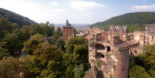 Schloss Heidelberg ist das größte Winterquartier für Fledermäuse in Nordbaden