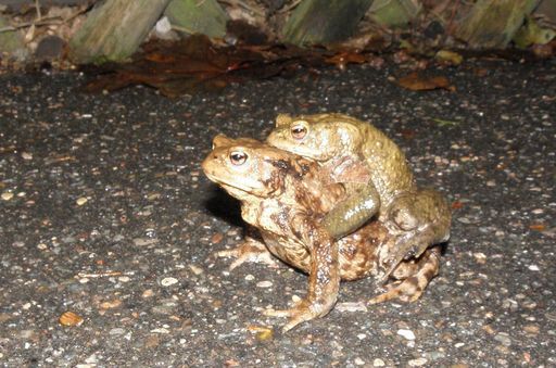 A pair of toads