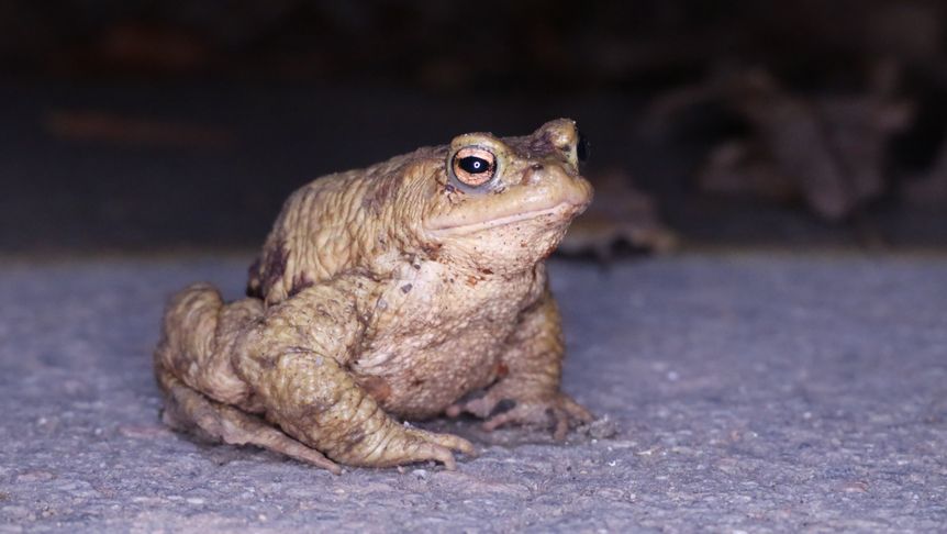 Schloss Heidelberg, Event, Frühlingserwachen, Naturschutzvereine Frosch