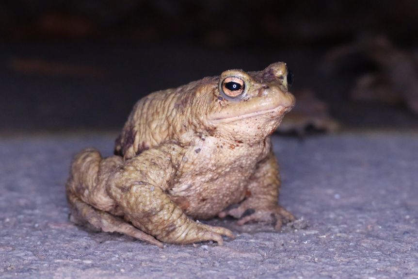 Schloss Heidelberg, Event, Frühlingserwachen, Naturschutzvereine Frosch