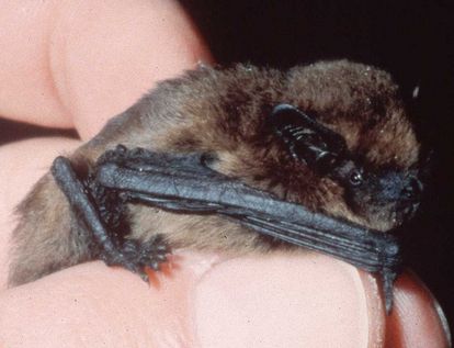 Pipistrelle bat