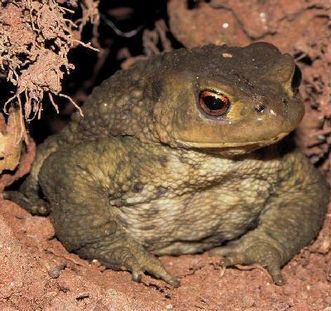 Common European toad