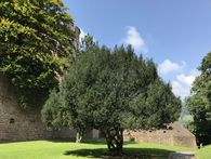 Schloss Heidelberg, Eibe an der Wasserkasematte