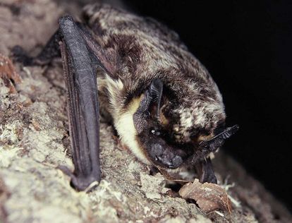 Parti-colored bat