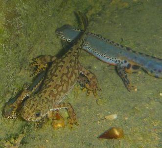 Alpine newts in a spawning pool