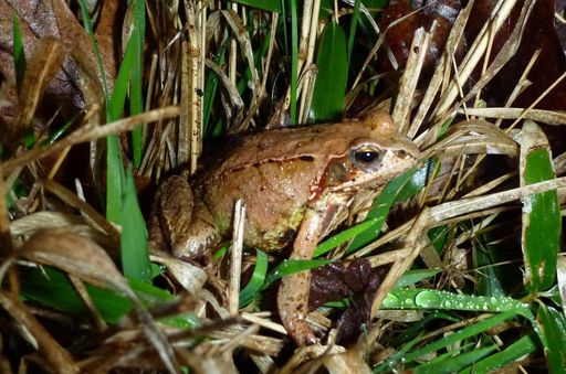 Grasfrosch