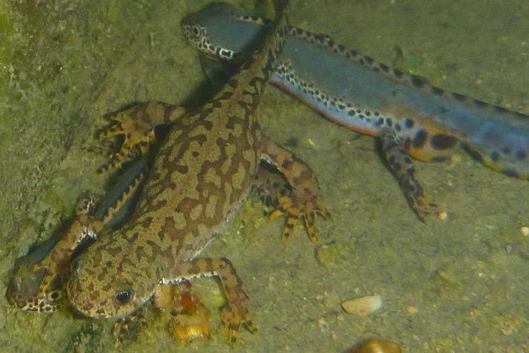 Schloss Heidelberg, Event, NaturErlebnisTage, Bergmolche