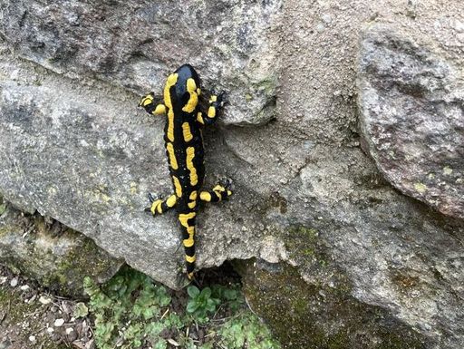 fire salamander