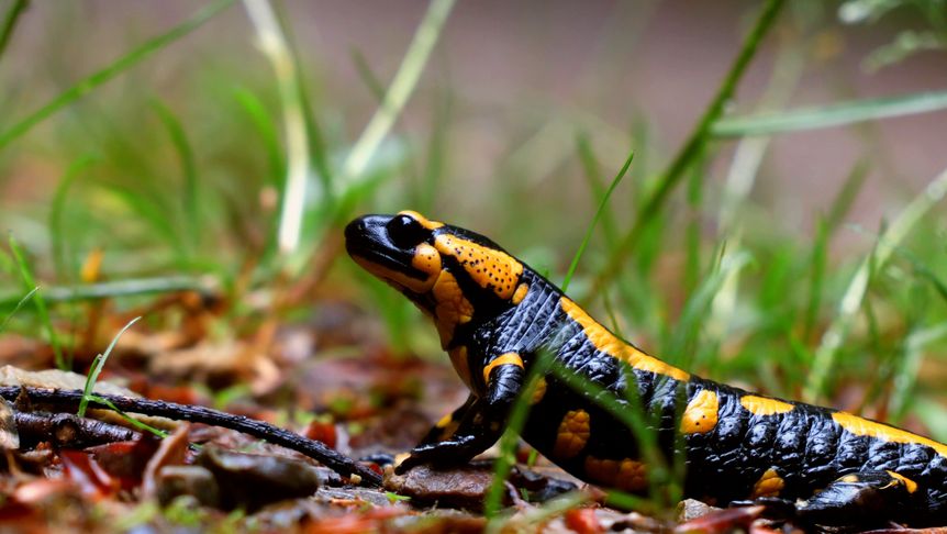 Schloss Heidelberg, Event, Frühlingserwachen, Feuersalamander