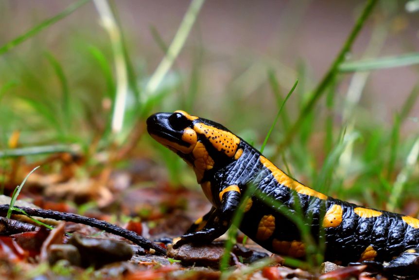Schloss Heidelberg, Event, Frühlingserwachen, Feuersalamander