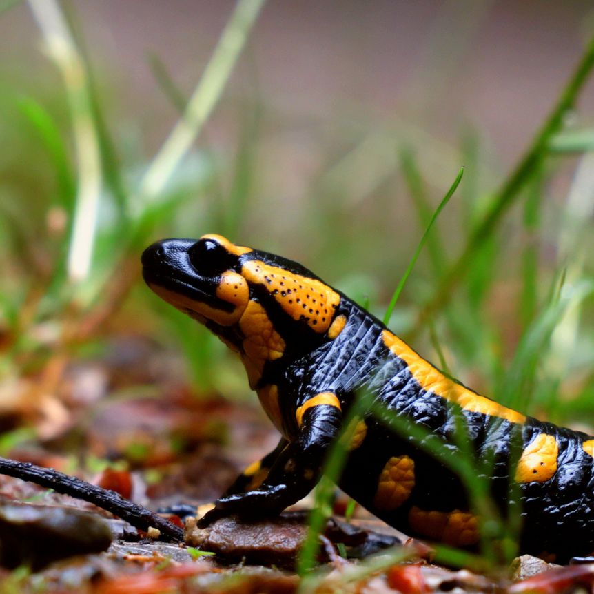 Schloss Heidelberg, Event, Frühlingserwachen, Feuersalamander