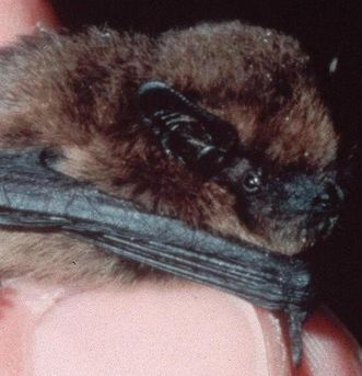 Pipistrelle bat