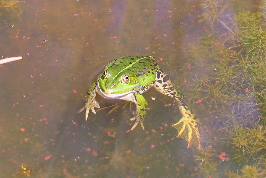 Schloss Heidelberg, Event, Frühlingserwachen, Frosch im Wasser